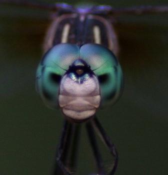 IMG_7536abc