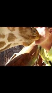 I kissed a giraffe and I liked it! (but it didn't taste like cherry chapstick...)